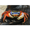 Krab tęczowy - Cardisoma armatum